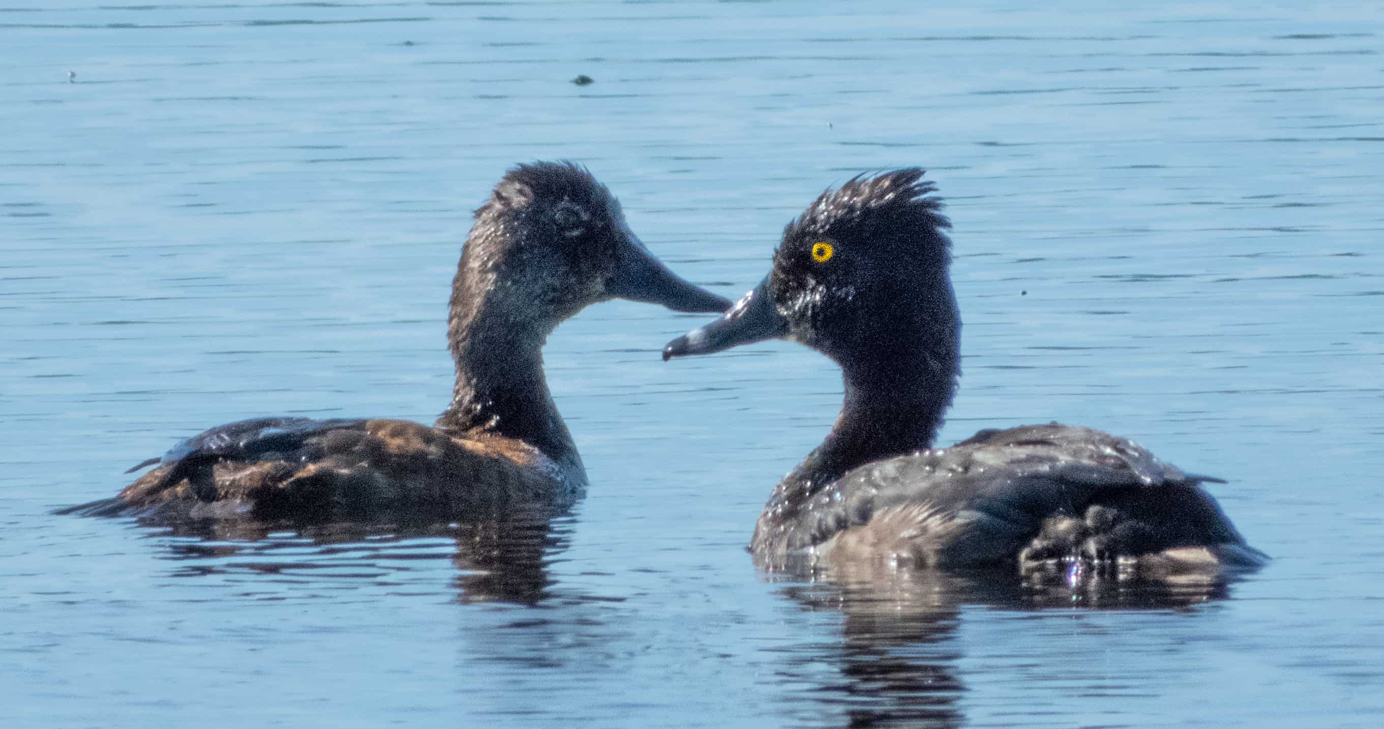 golden eye ducks