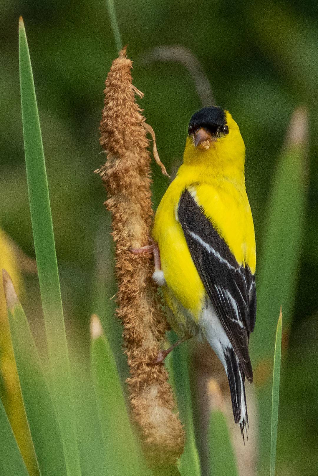 bird