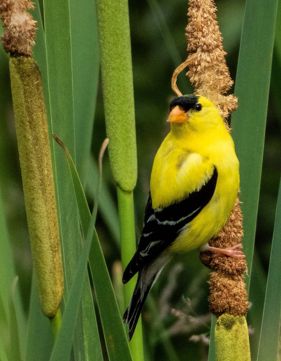 bird