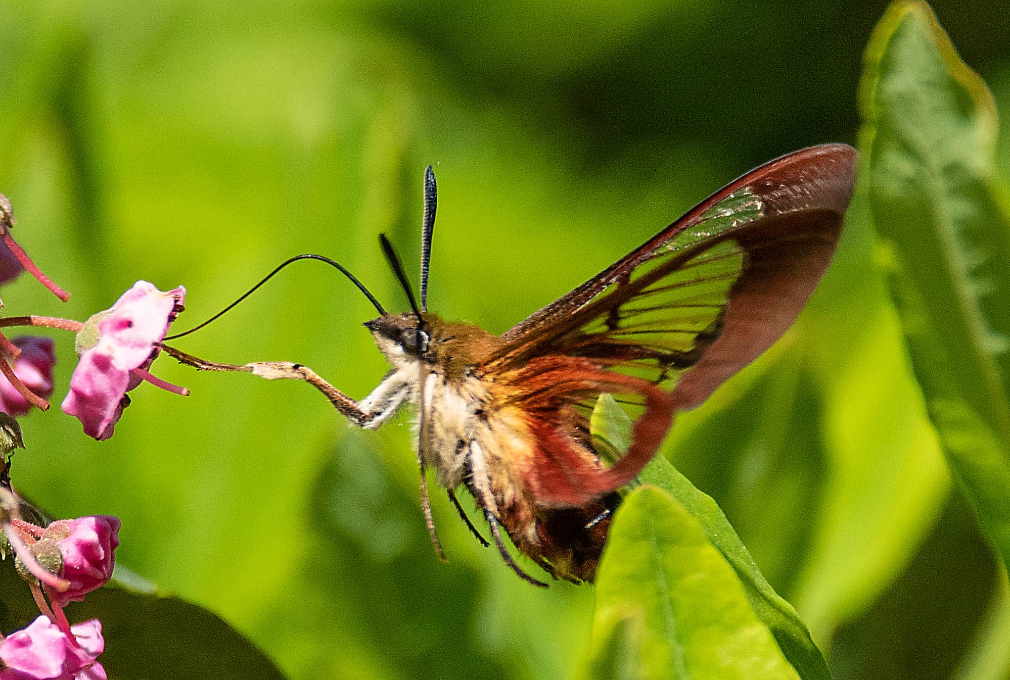 hummoth