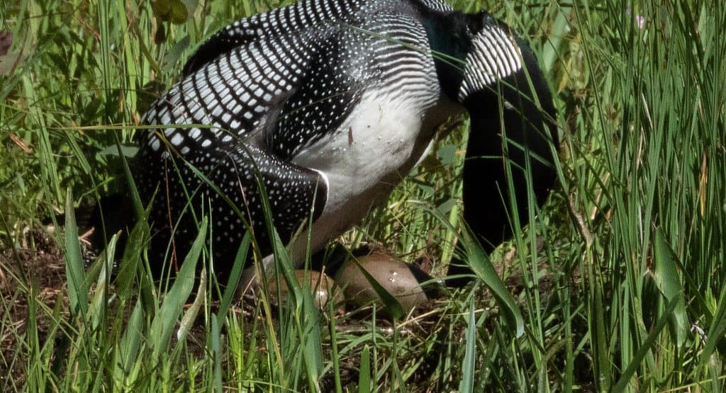 loon with eggs