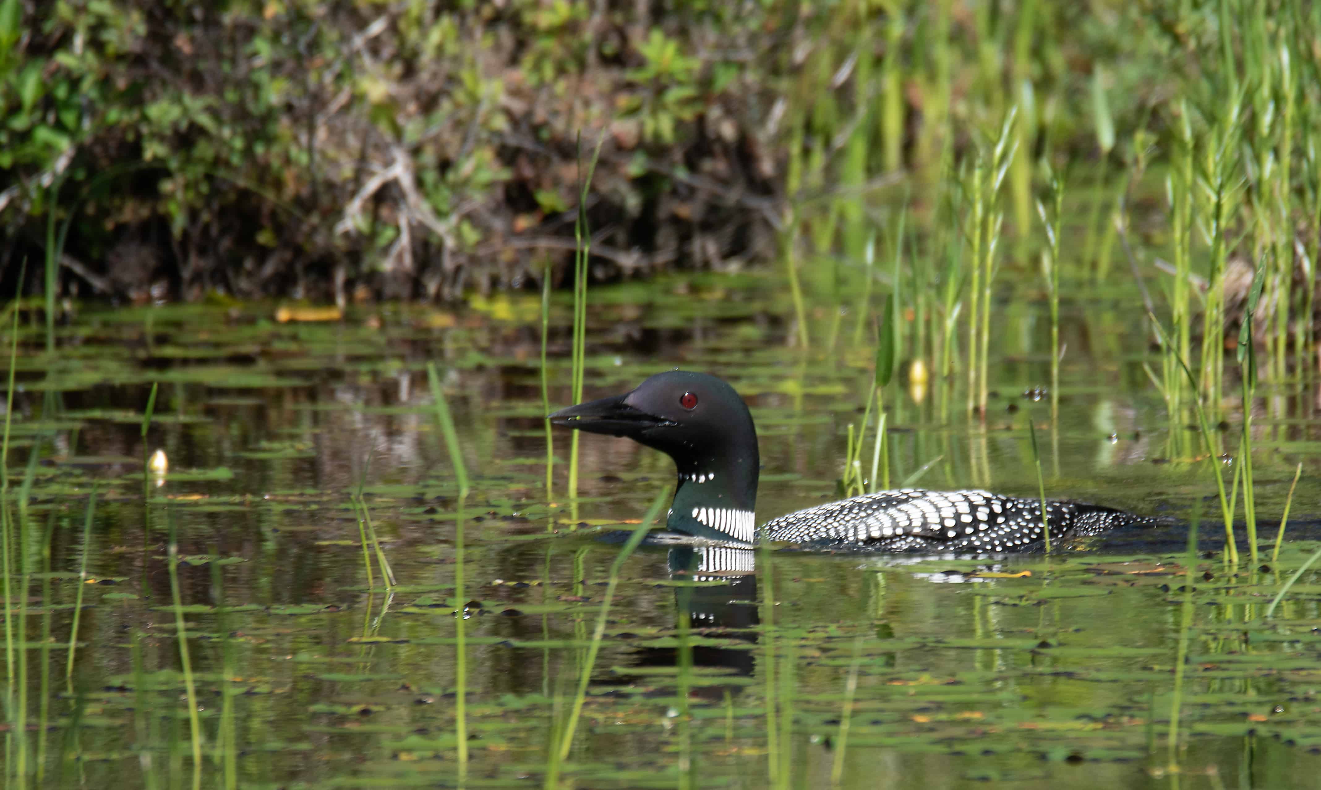 loon
