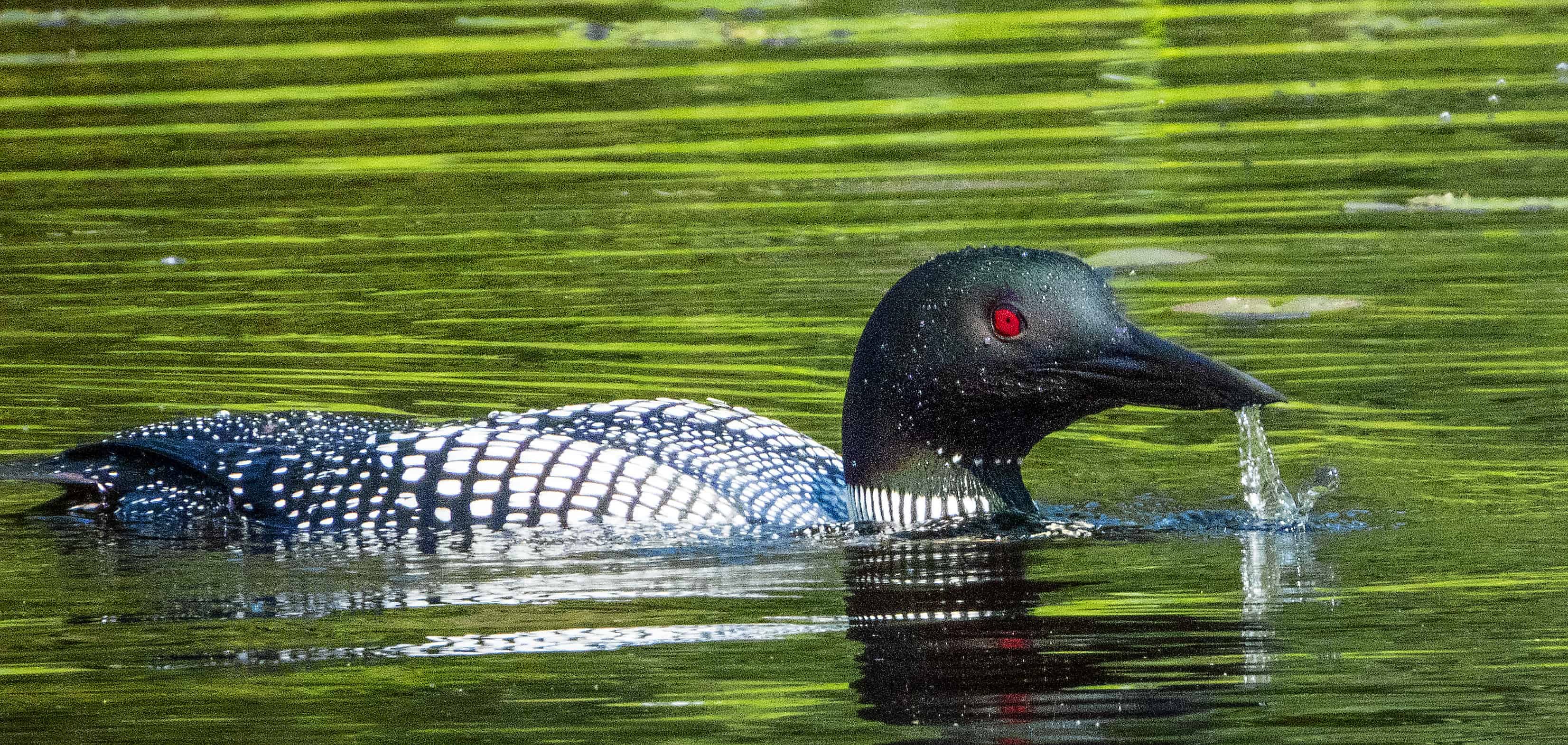 loon