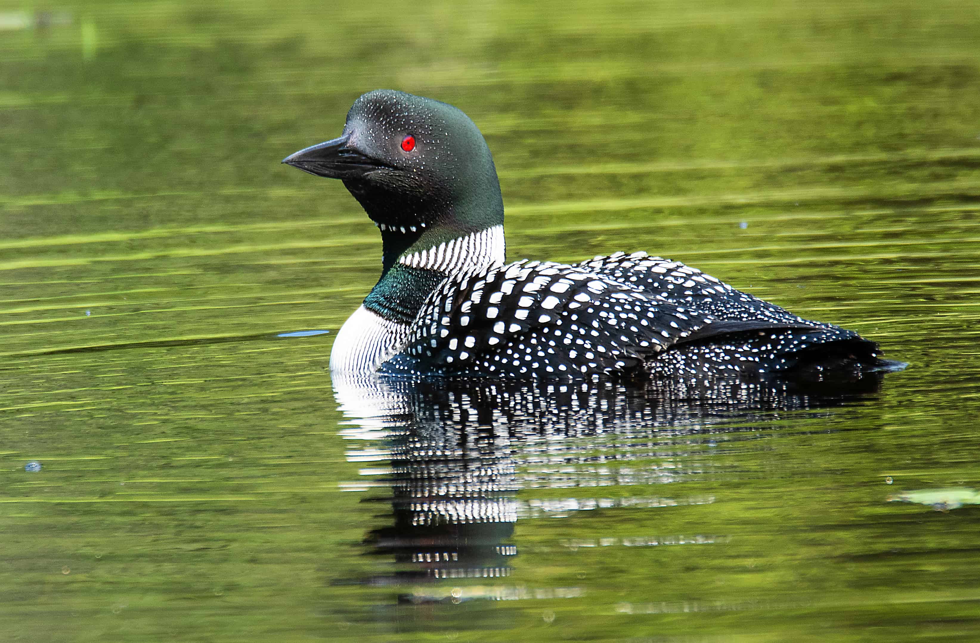 loon