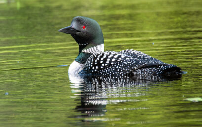 Adirondack Chronicles 2019.1 – The State of Nature