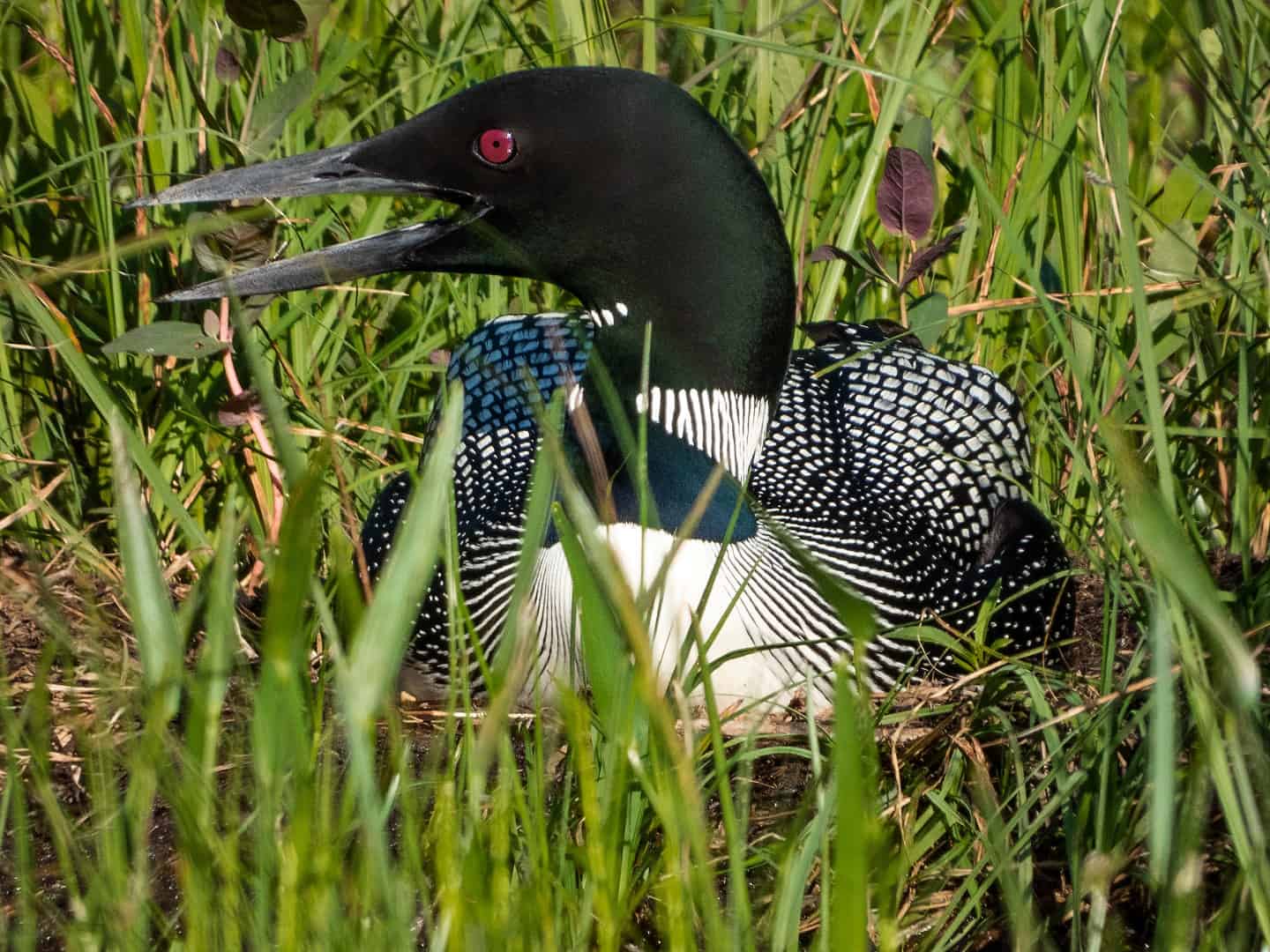 loon
