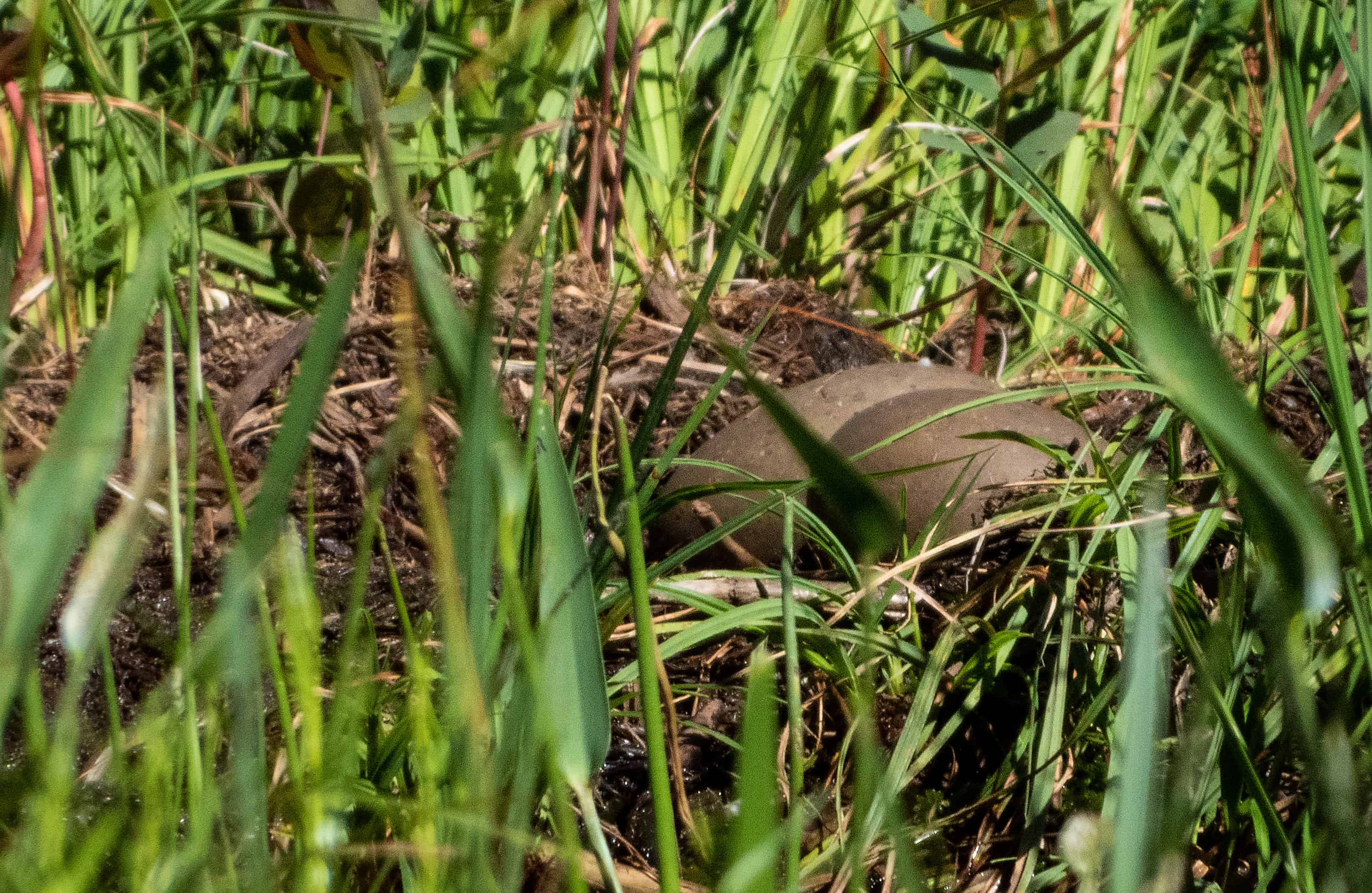 loon nest with eggs