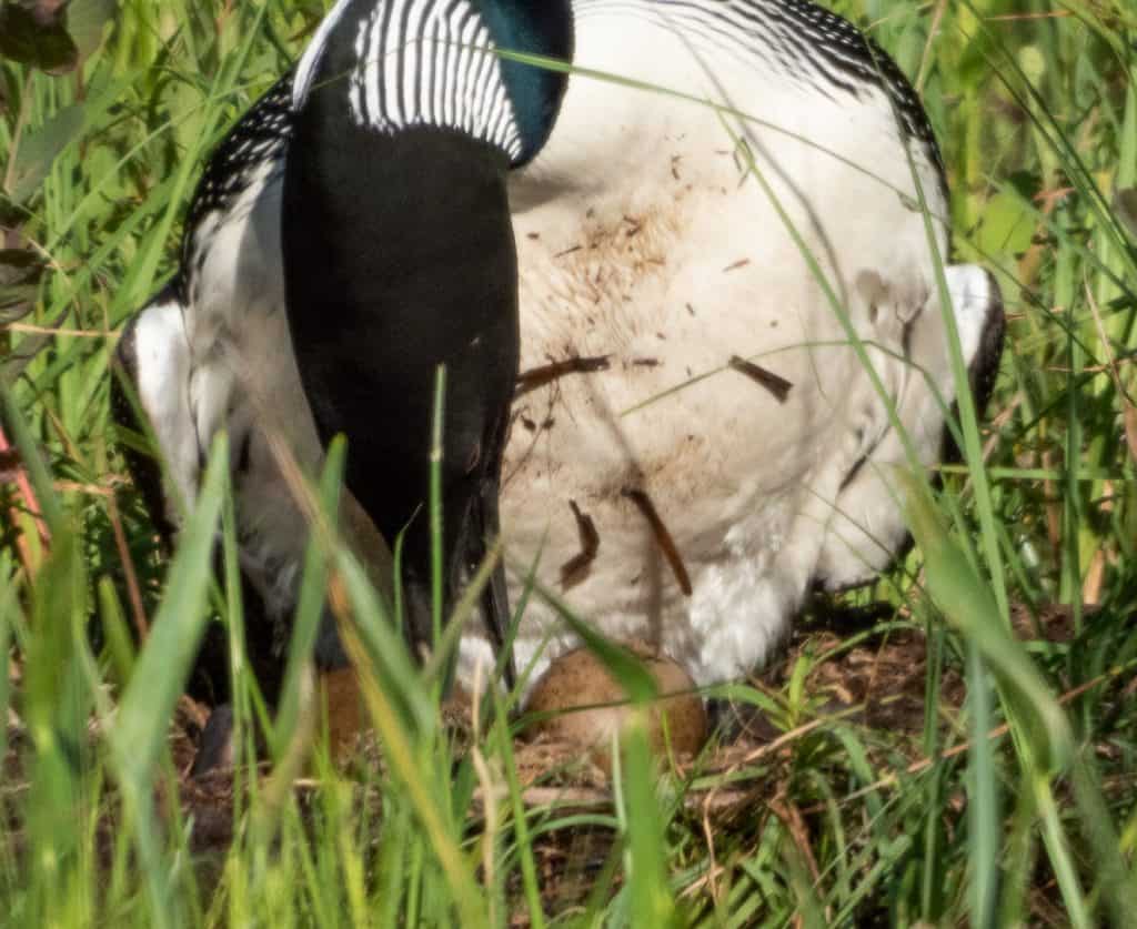 loon and eggs