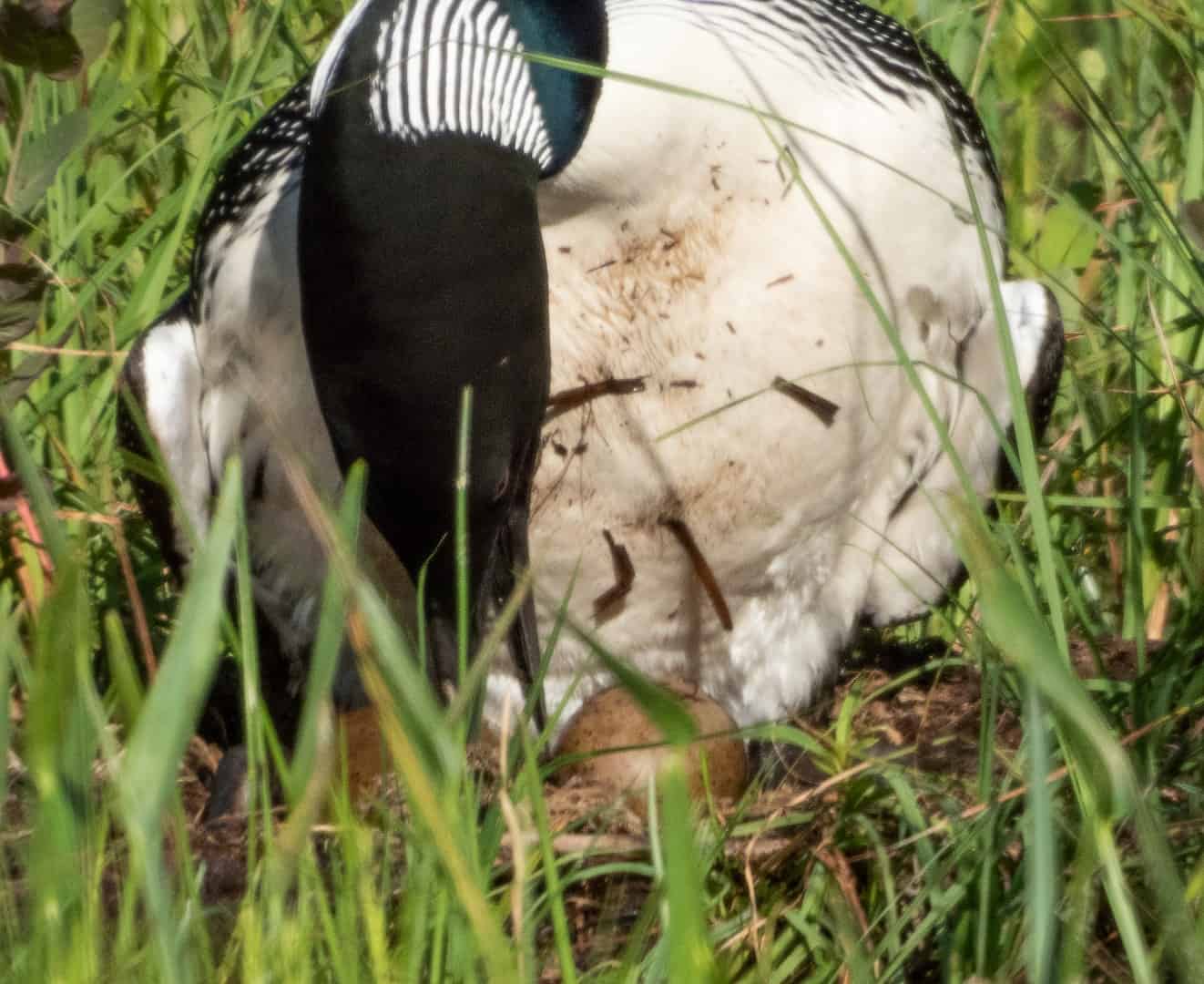 loon and eggs