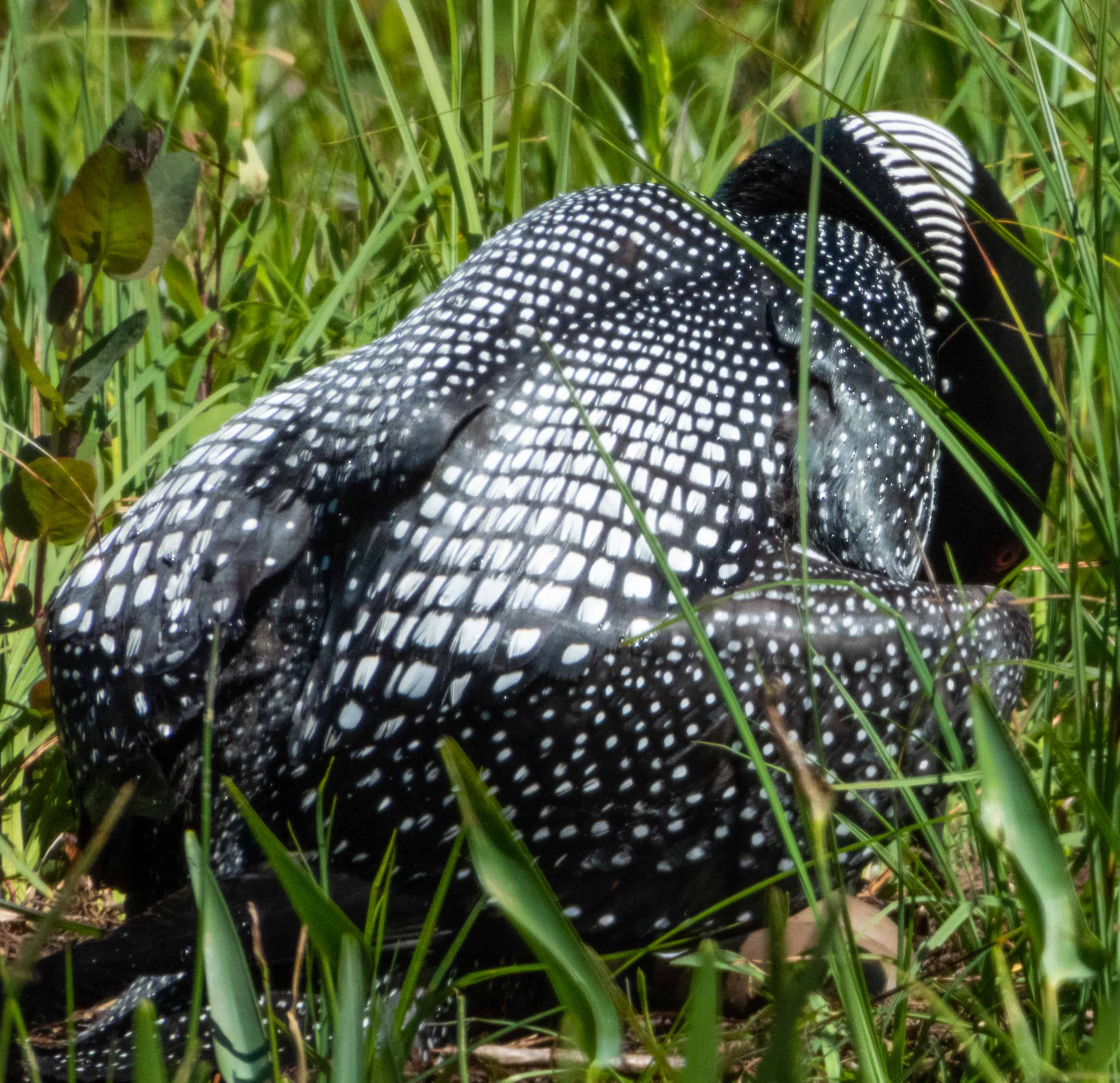 loon