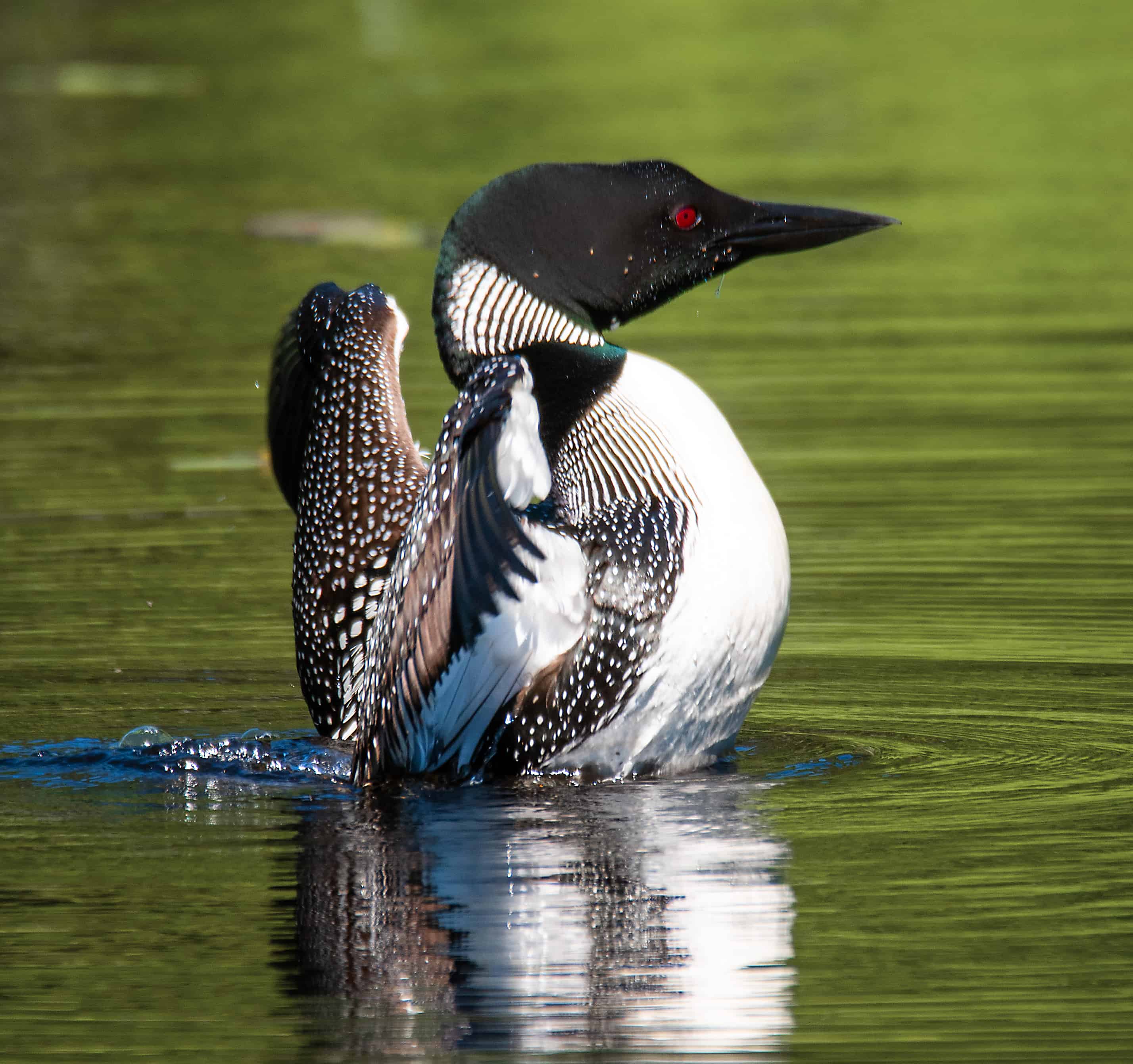 loon