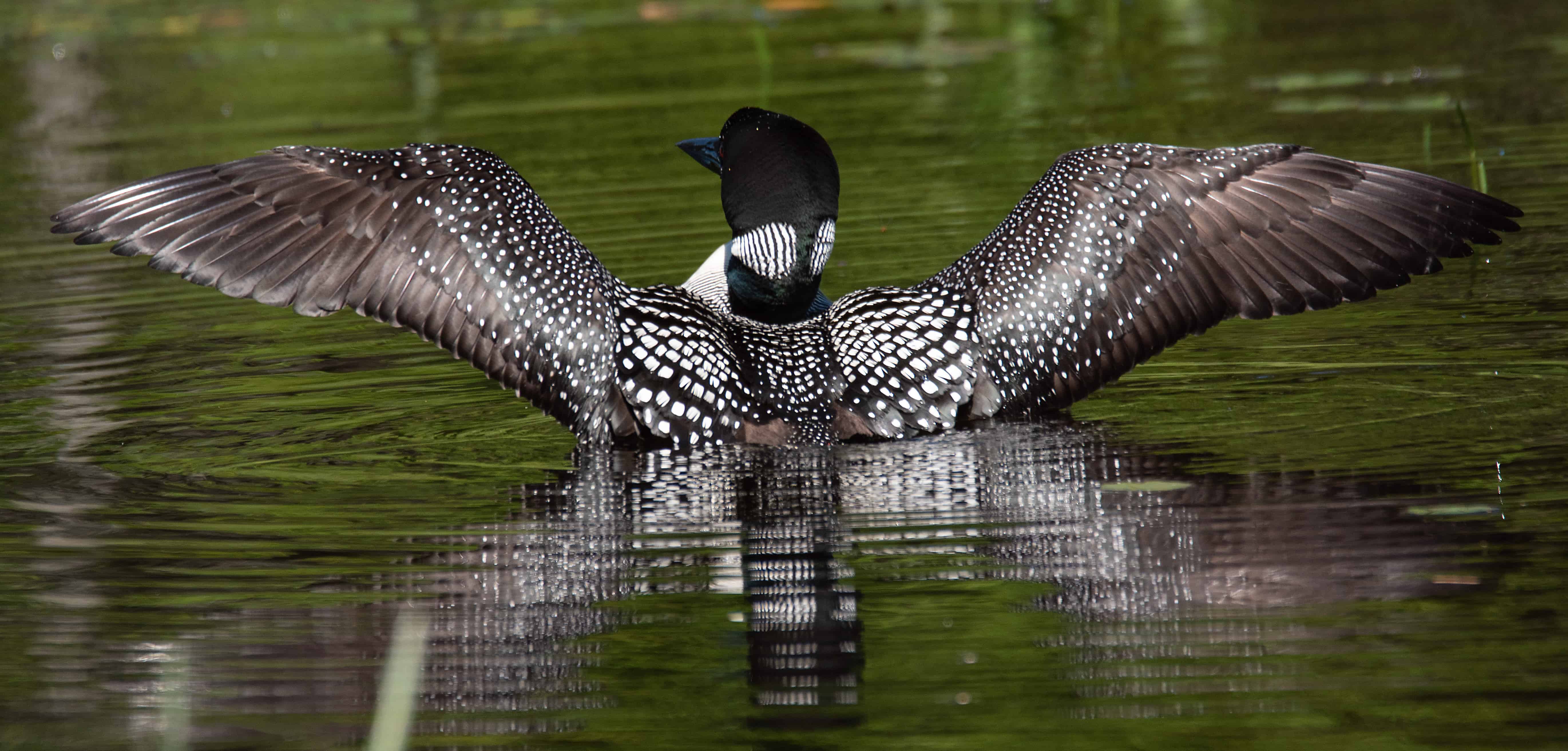 loon