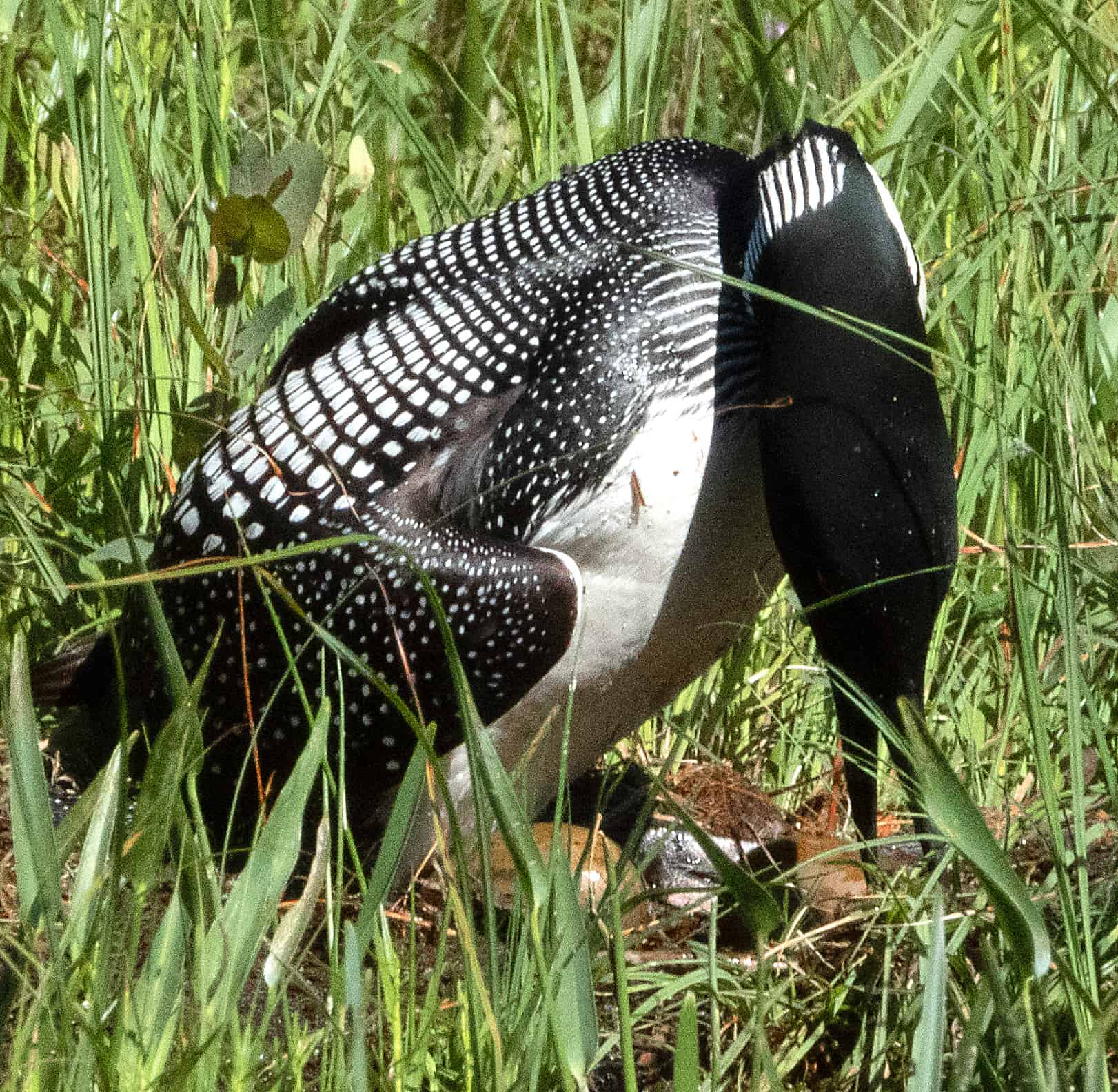 loon