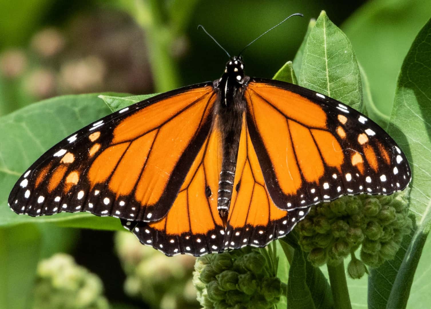 butterfly
