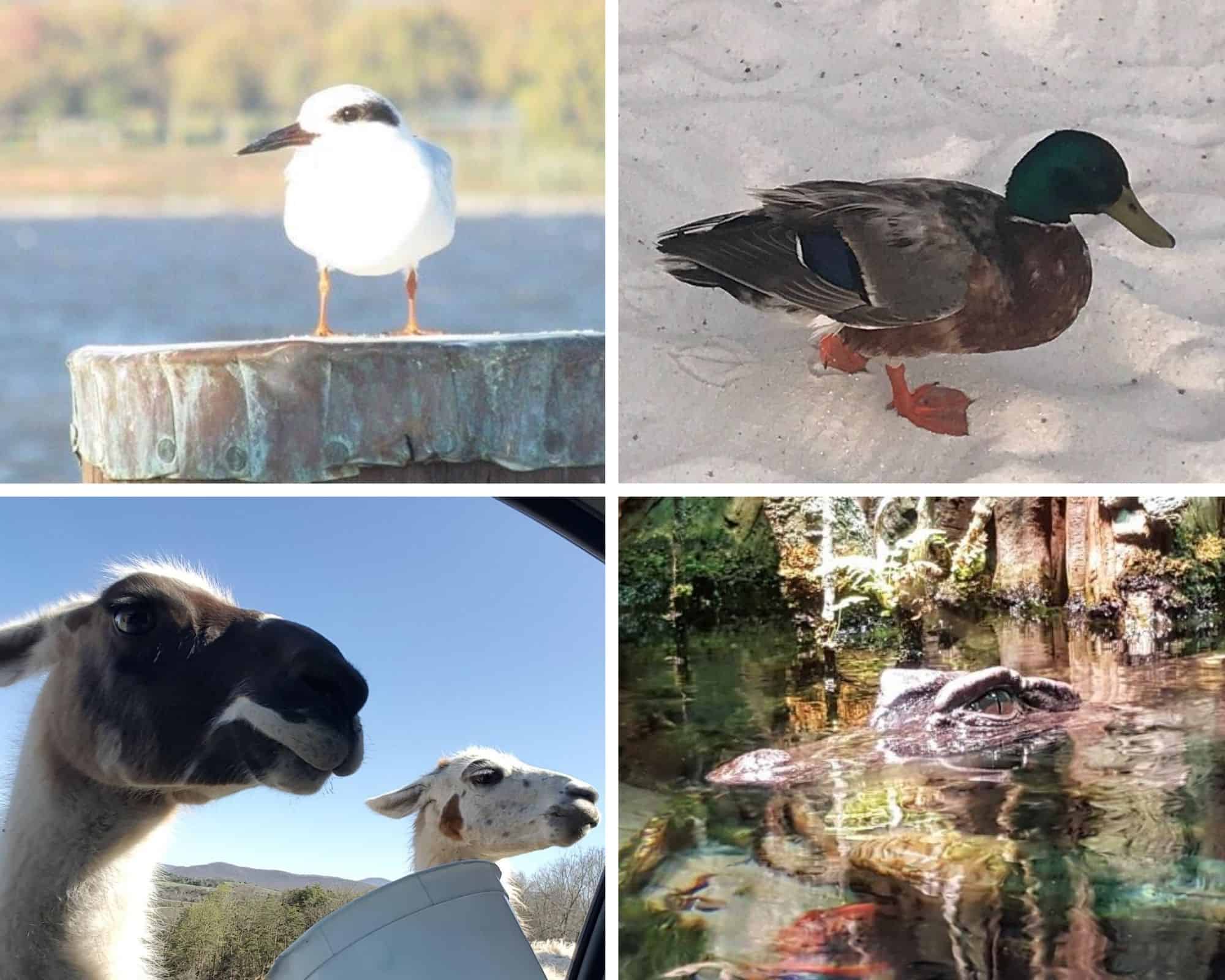 Shelda Summons photography collage 