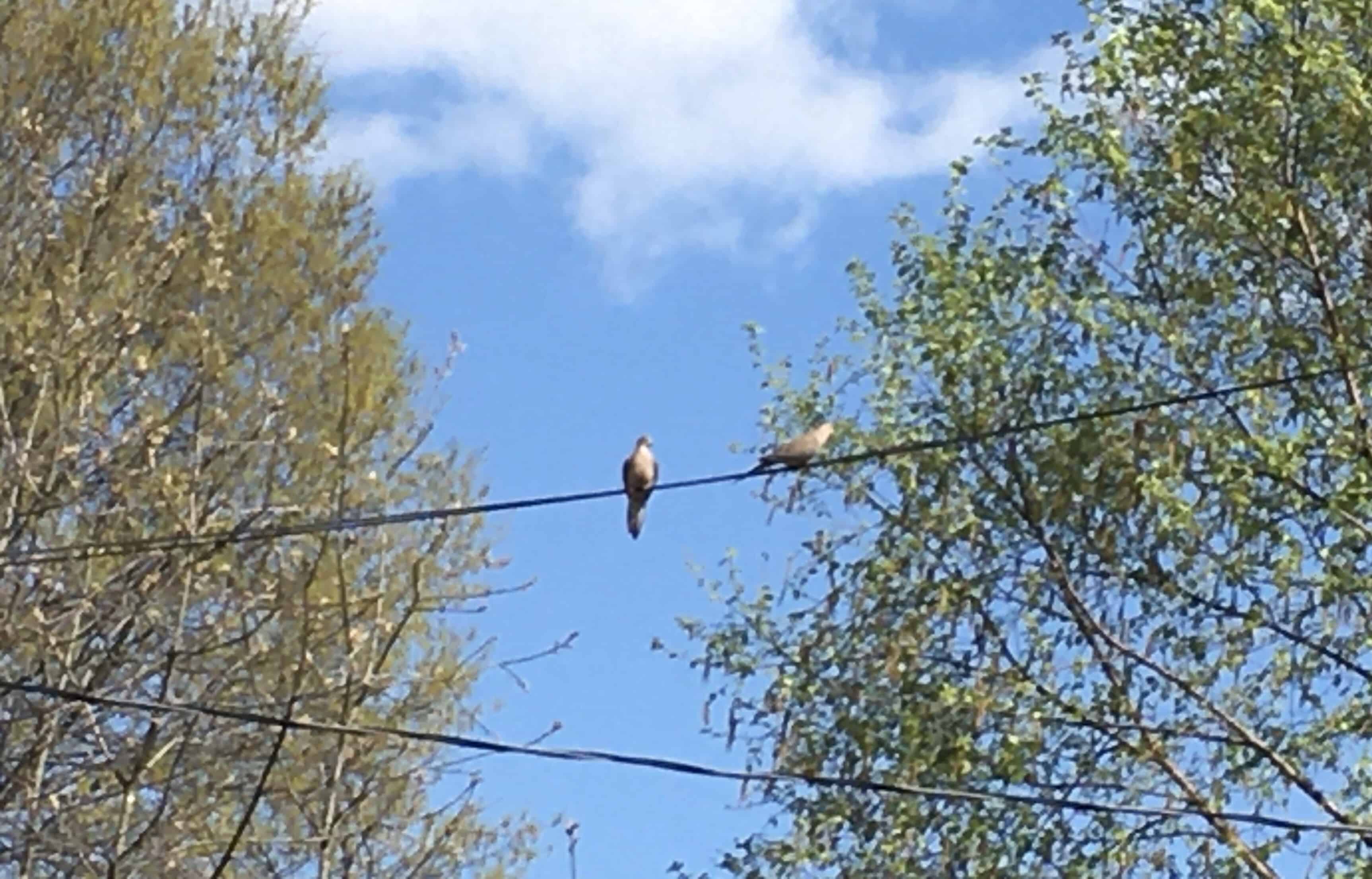 doves