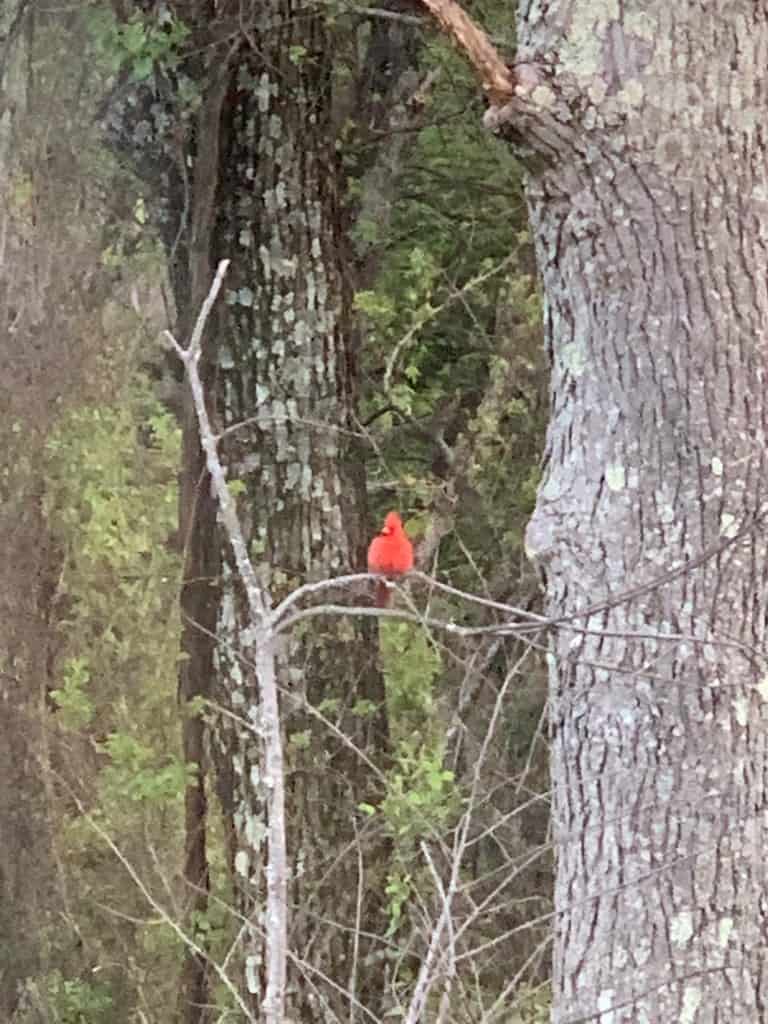 red cardinal-bird
