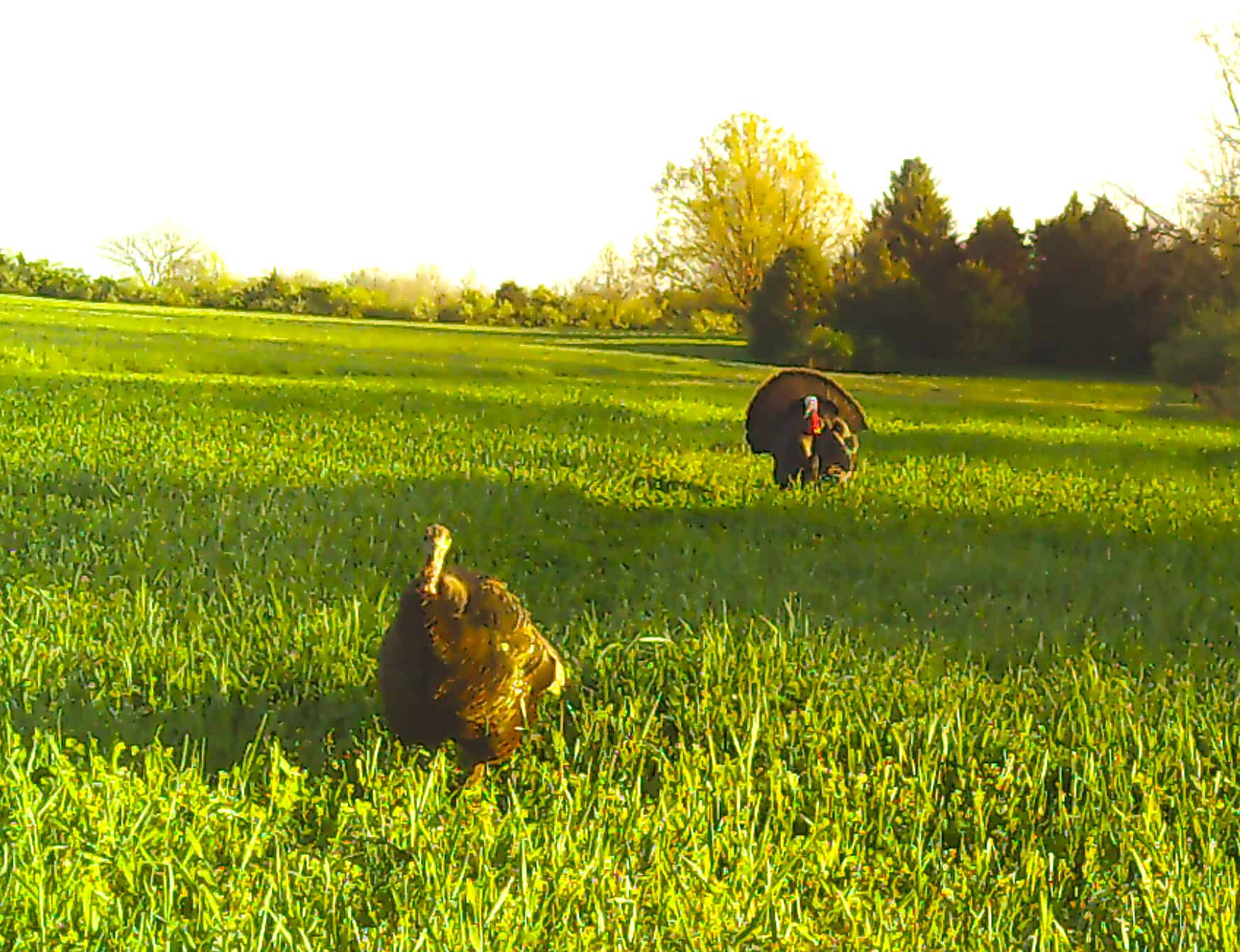 wild turkeys