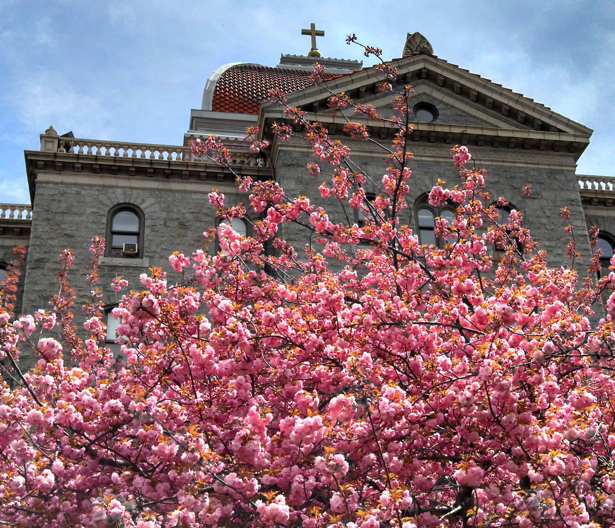 Trinity Main-flowers