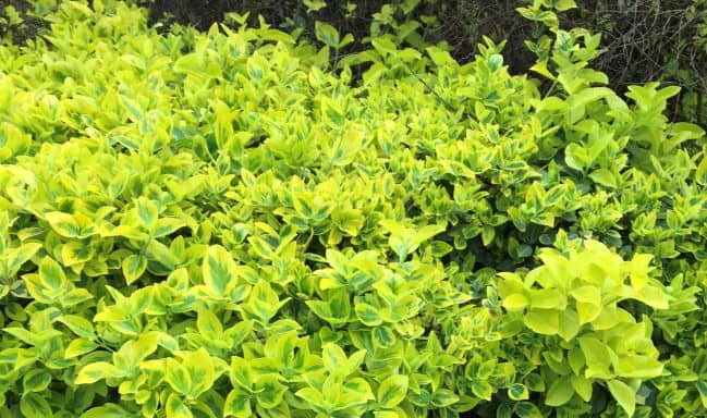 green bush