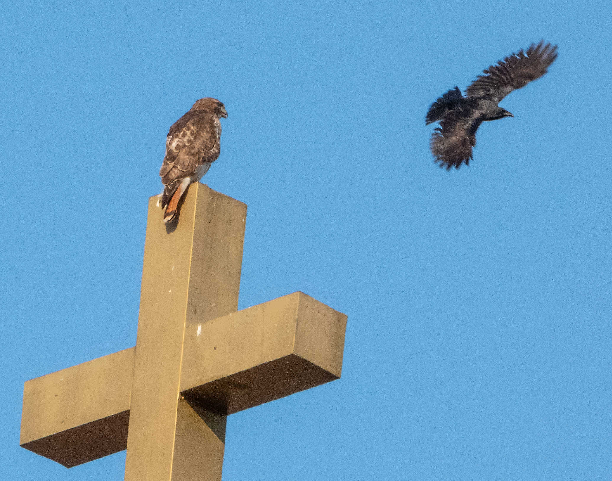 hawk