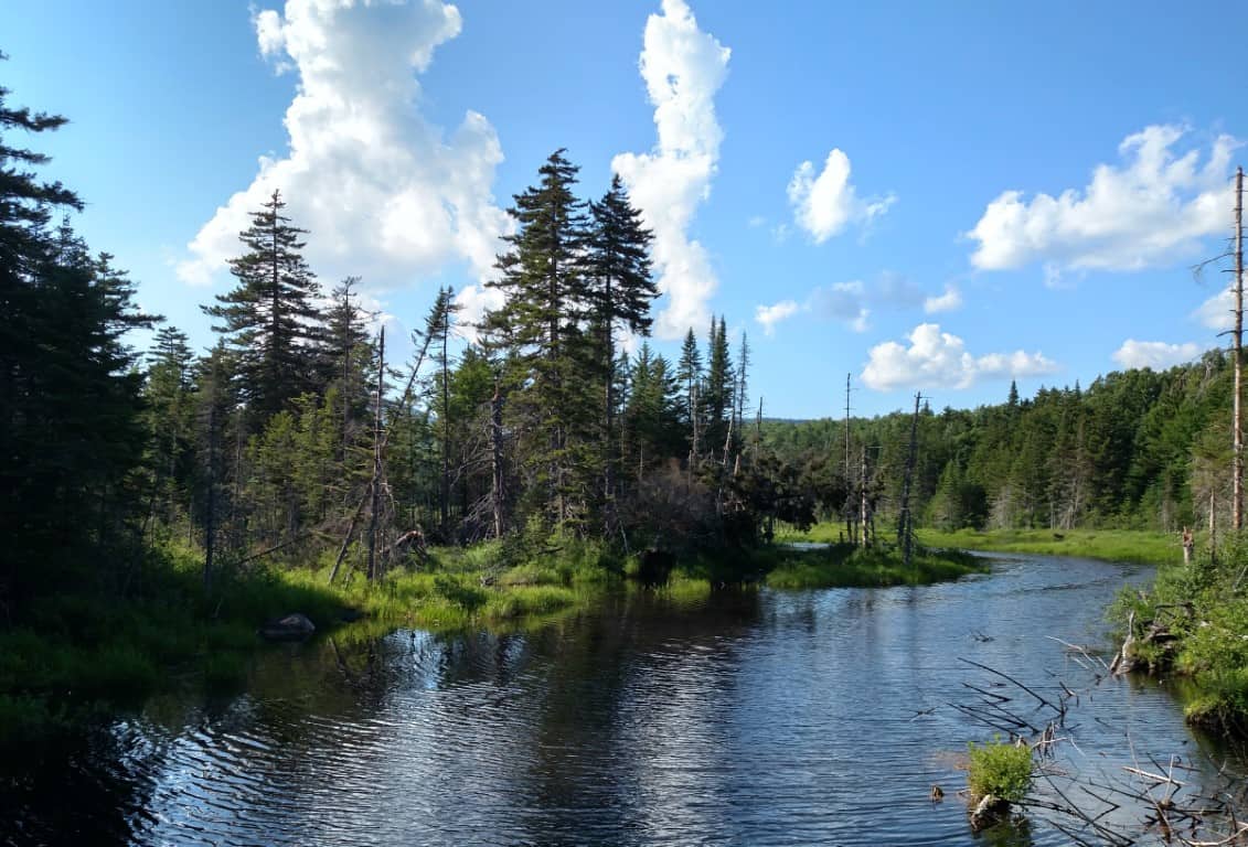 forest-river