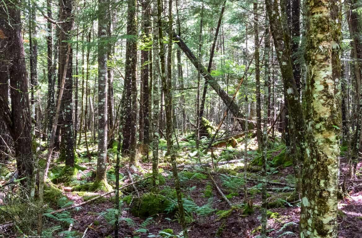 forest