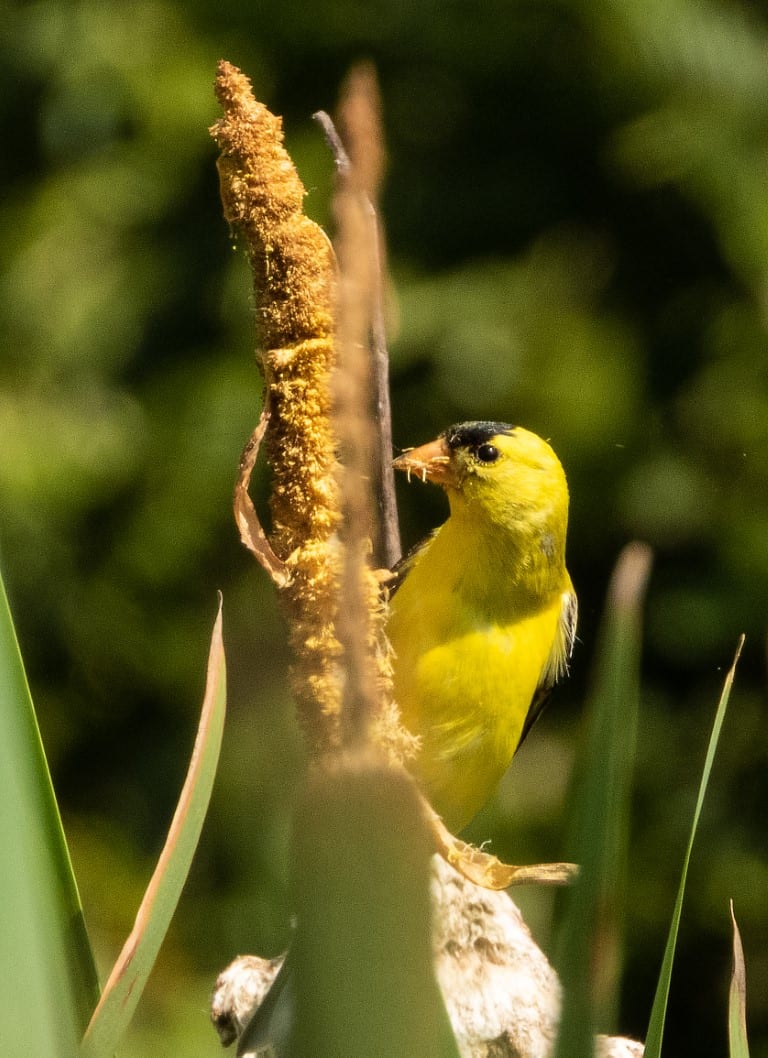 goldfinch bird