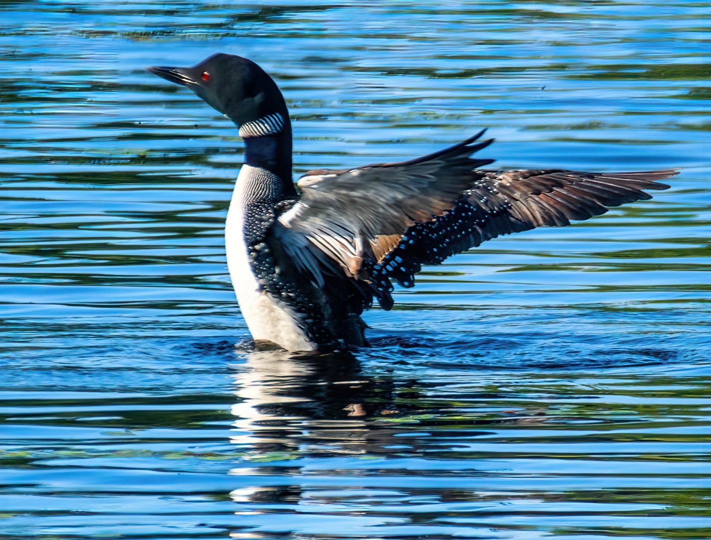 Adirondack Chronicles 2022.4: Lure of the Loons