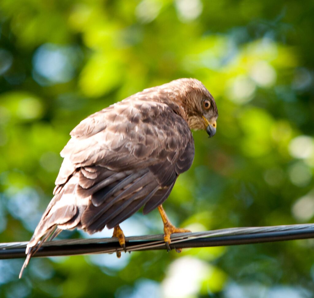 hawk on a wire | Trinity Washington University