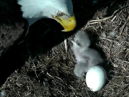 Baby eaglet feeding next to another egg