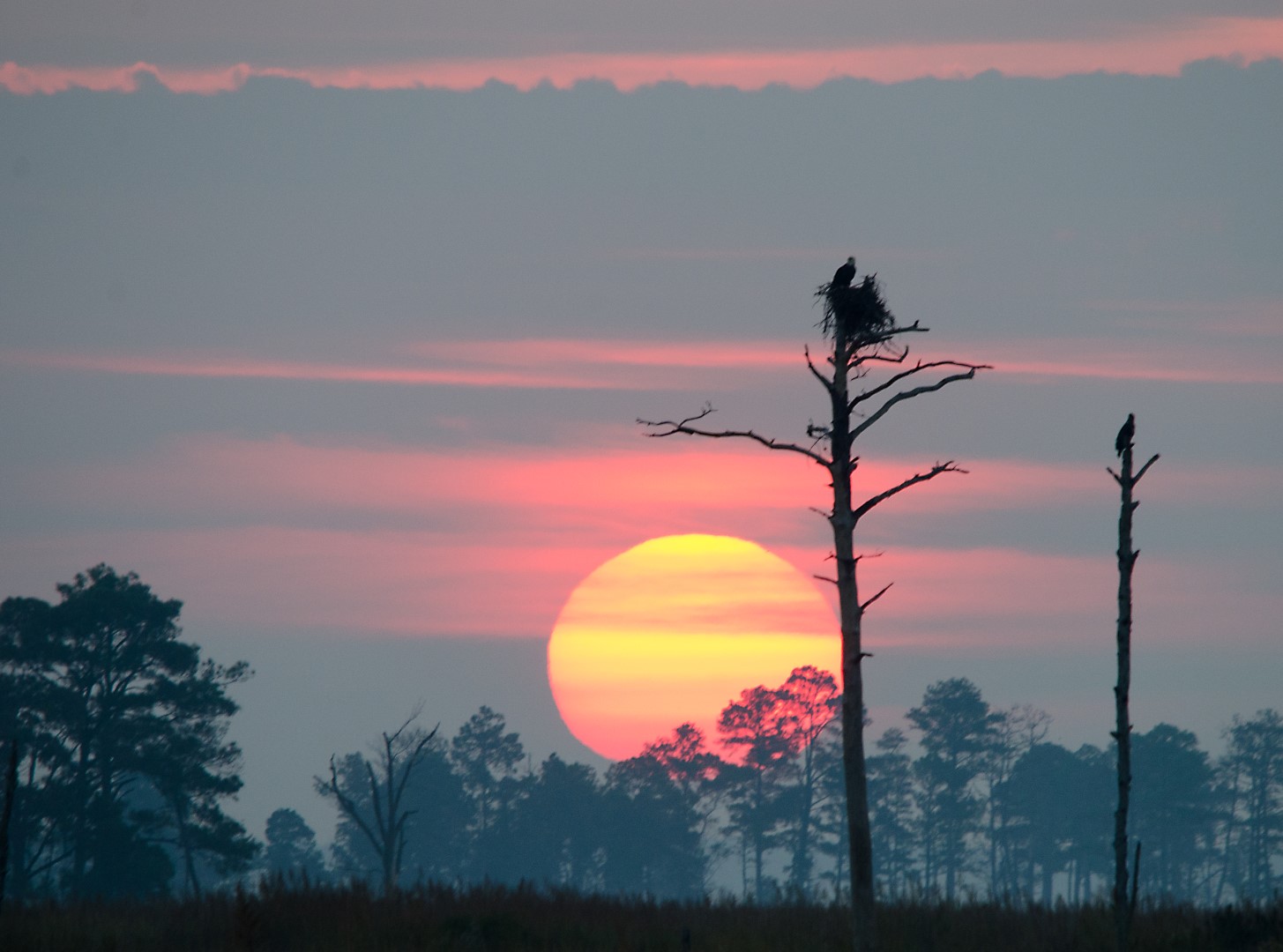 Eagles at dawn