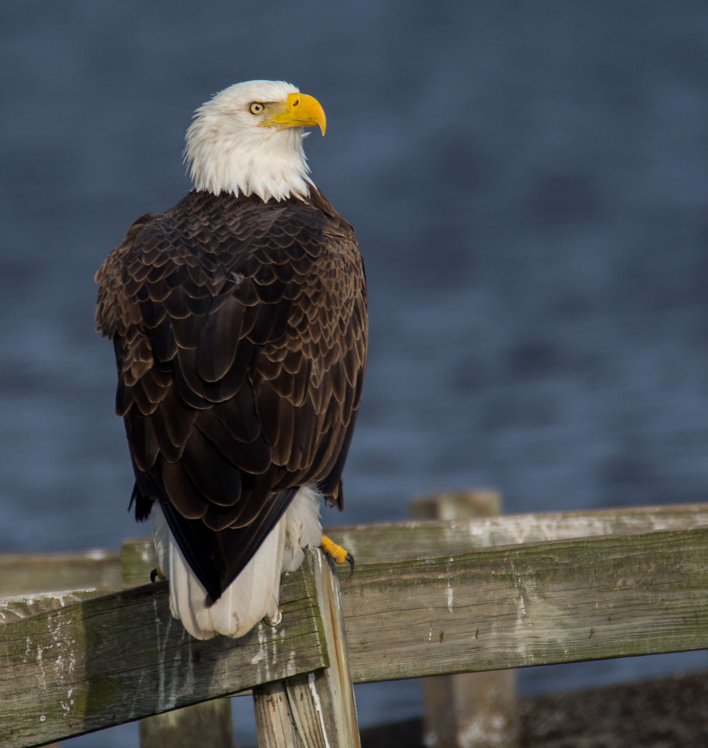 Eagle on pier