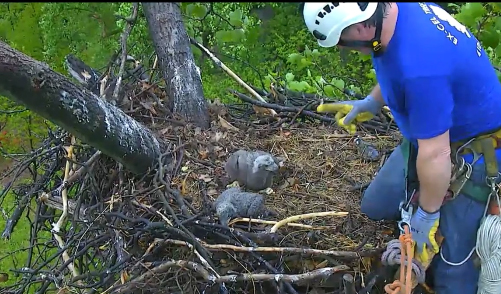 Tree man lectures little bird