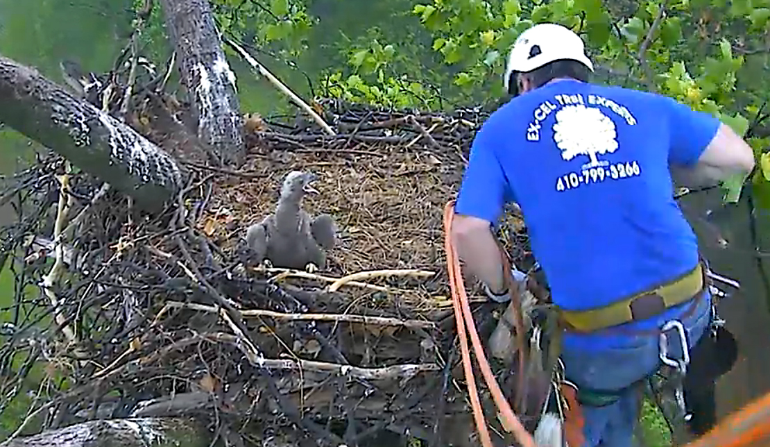 Rescuer reaches the nest