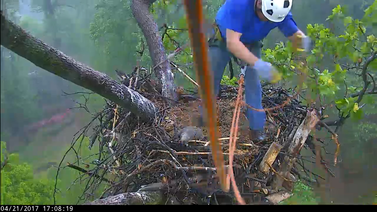 Tree climber adjust ropes