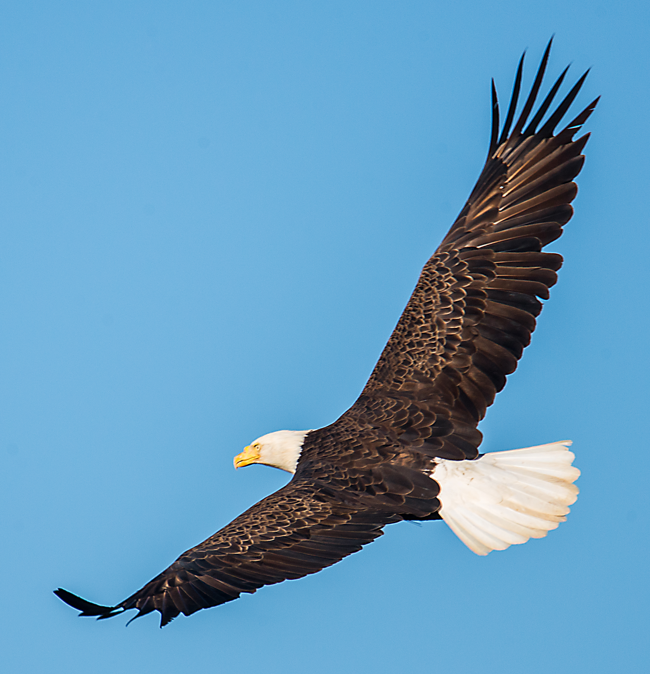 eagle in flight
