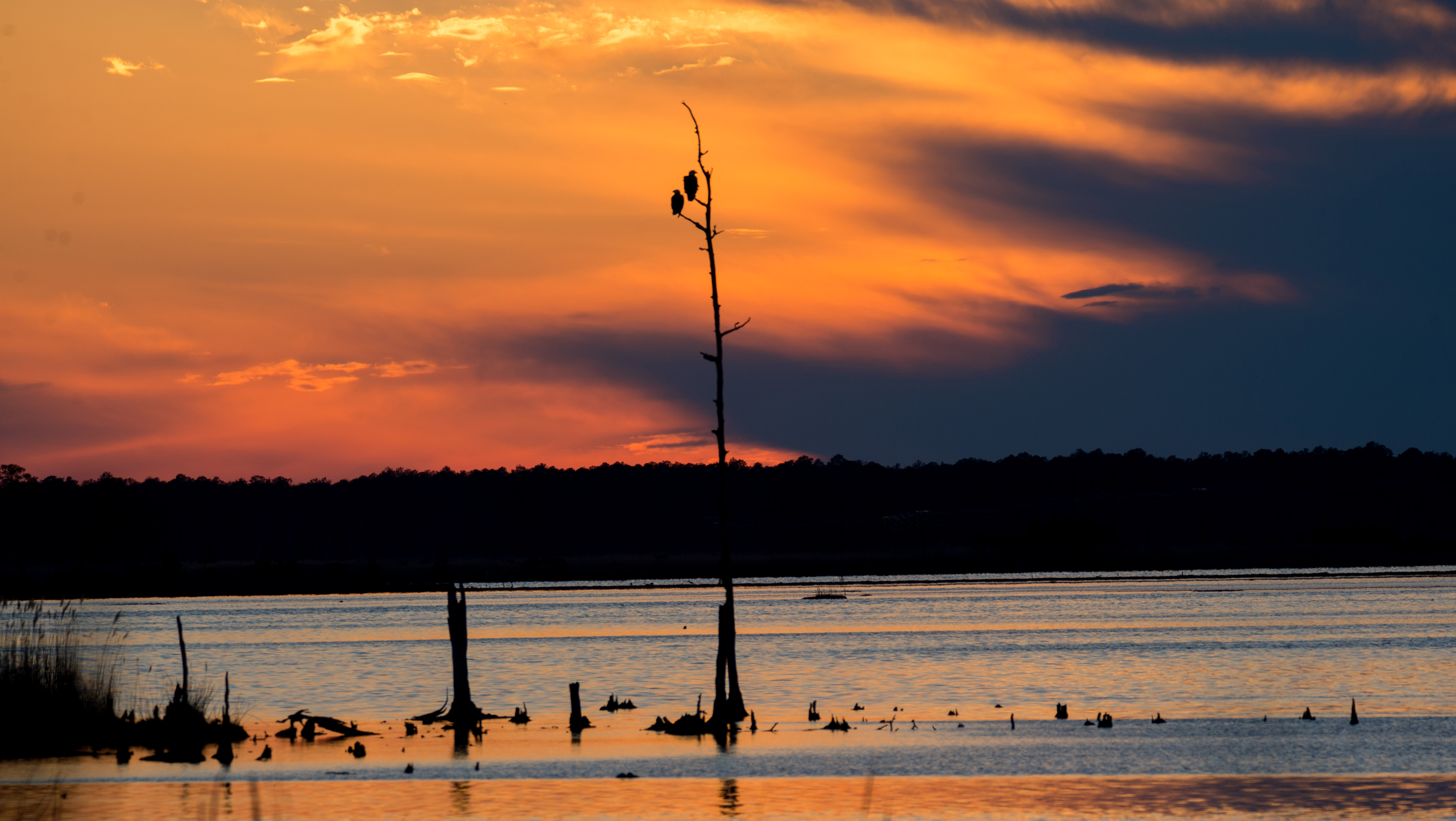 eagles roosting at sunset