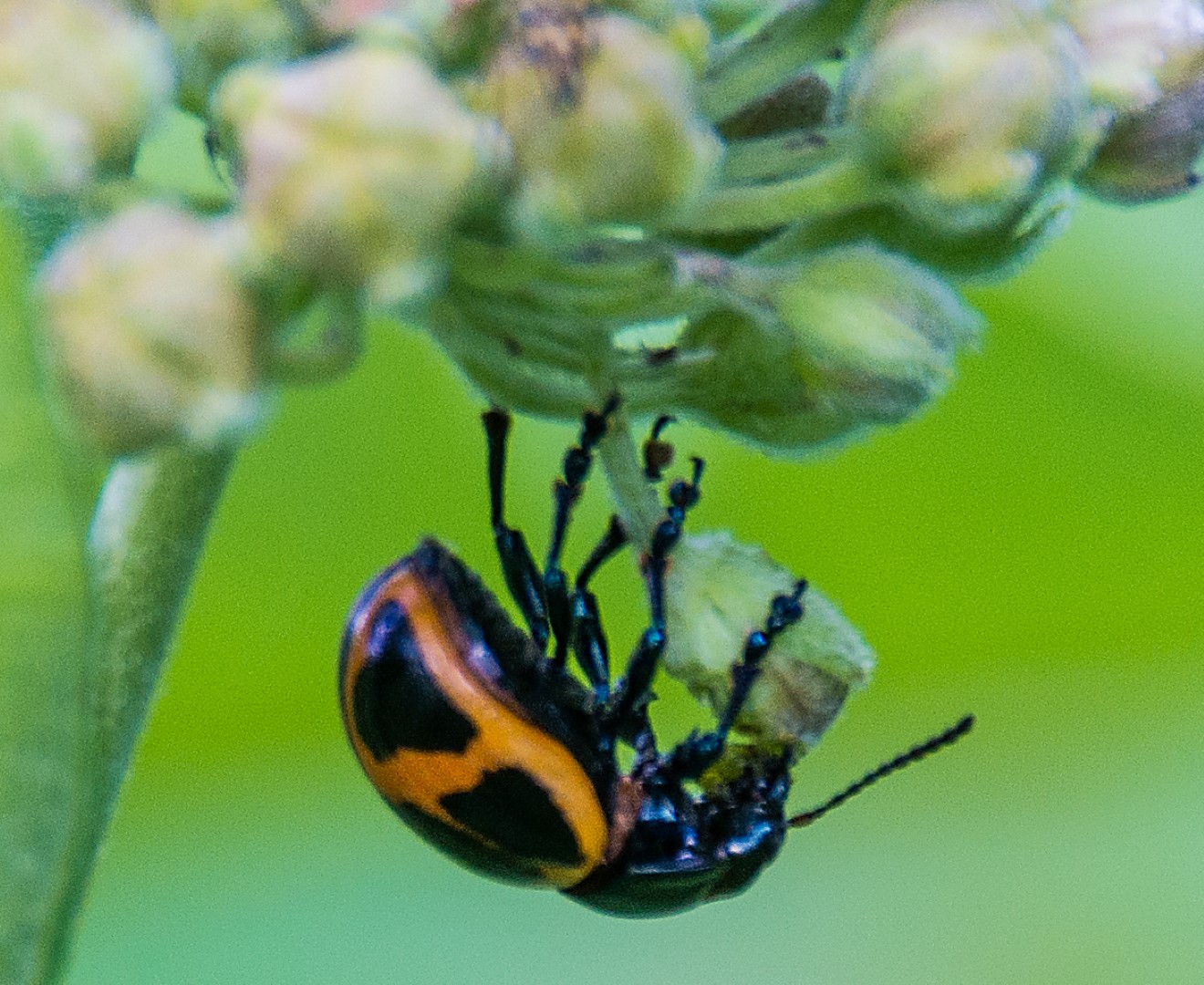 beetle on flower