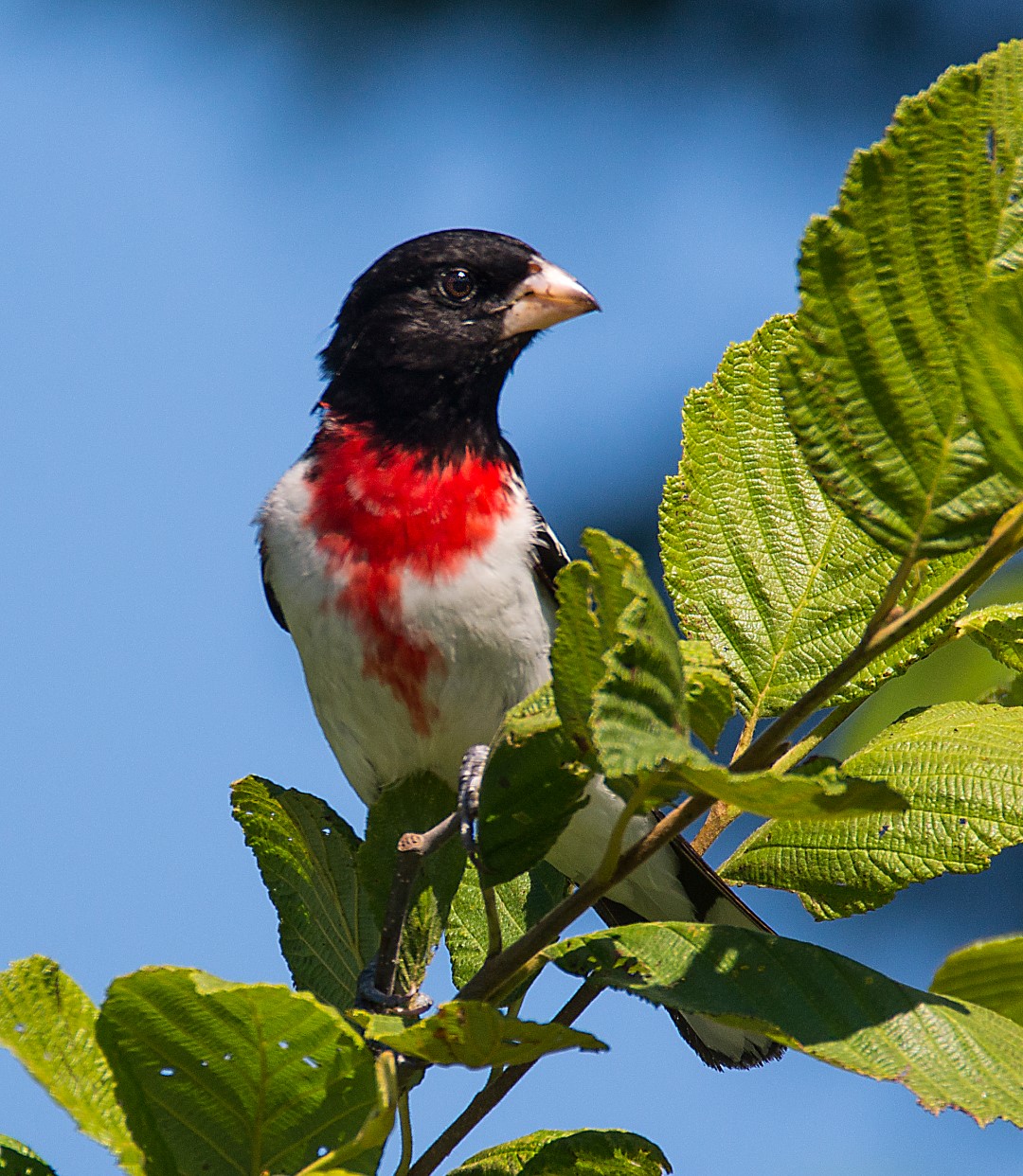 red breasted grosbeak
