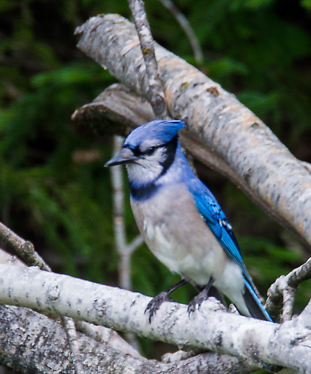 blue jay along road