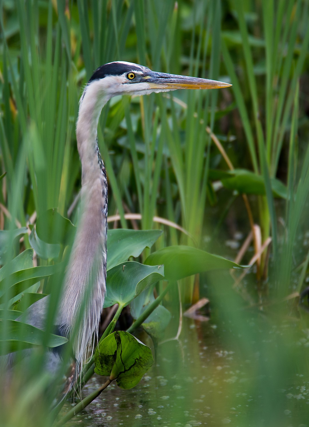 great blue heron in reeds