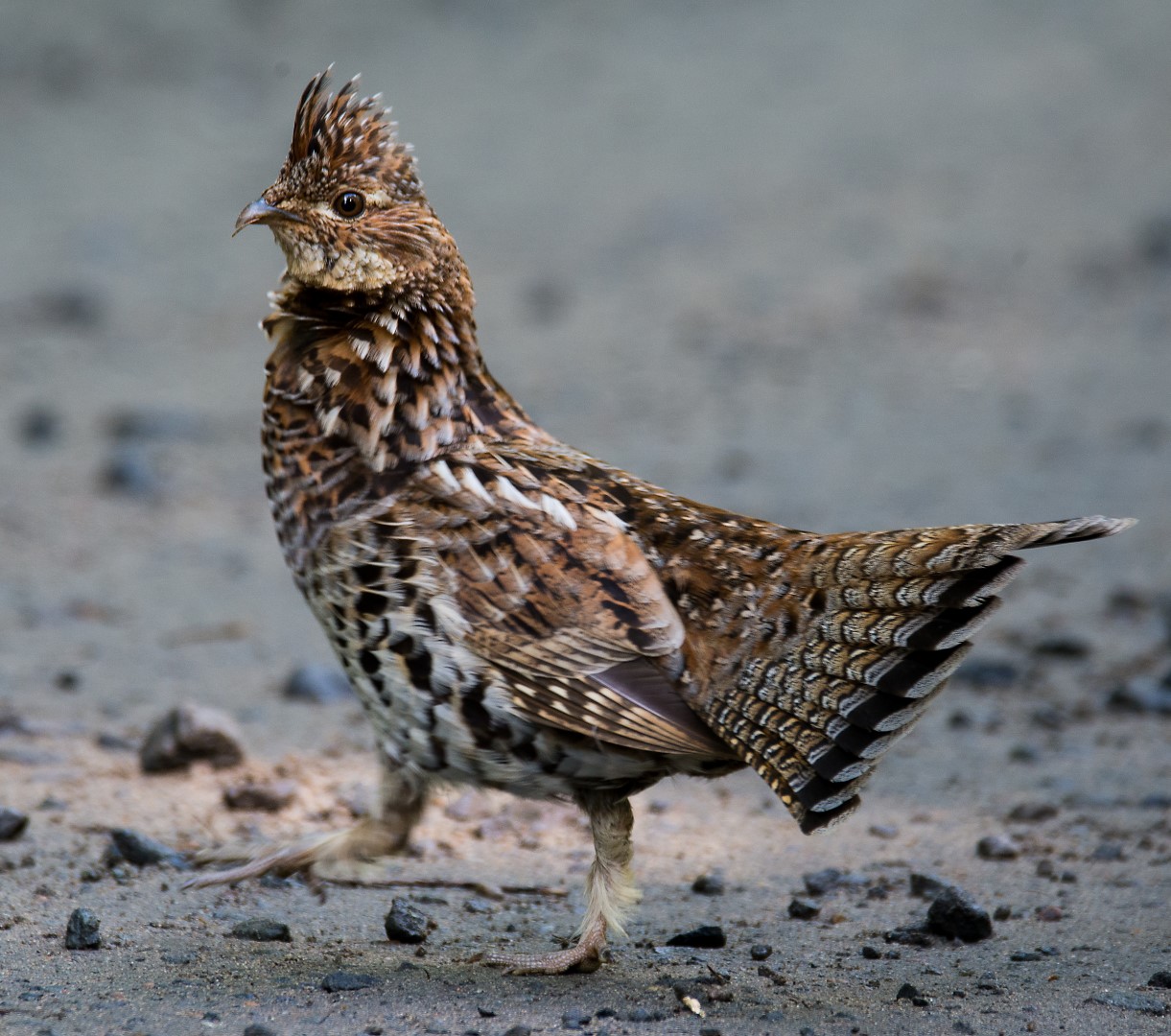 ruffed grouse on the road