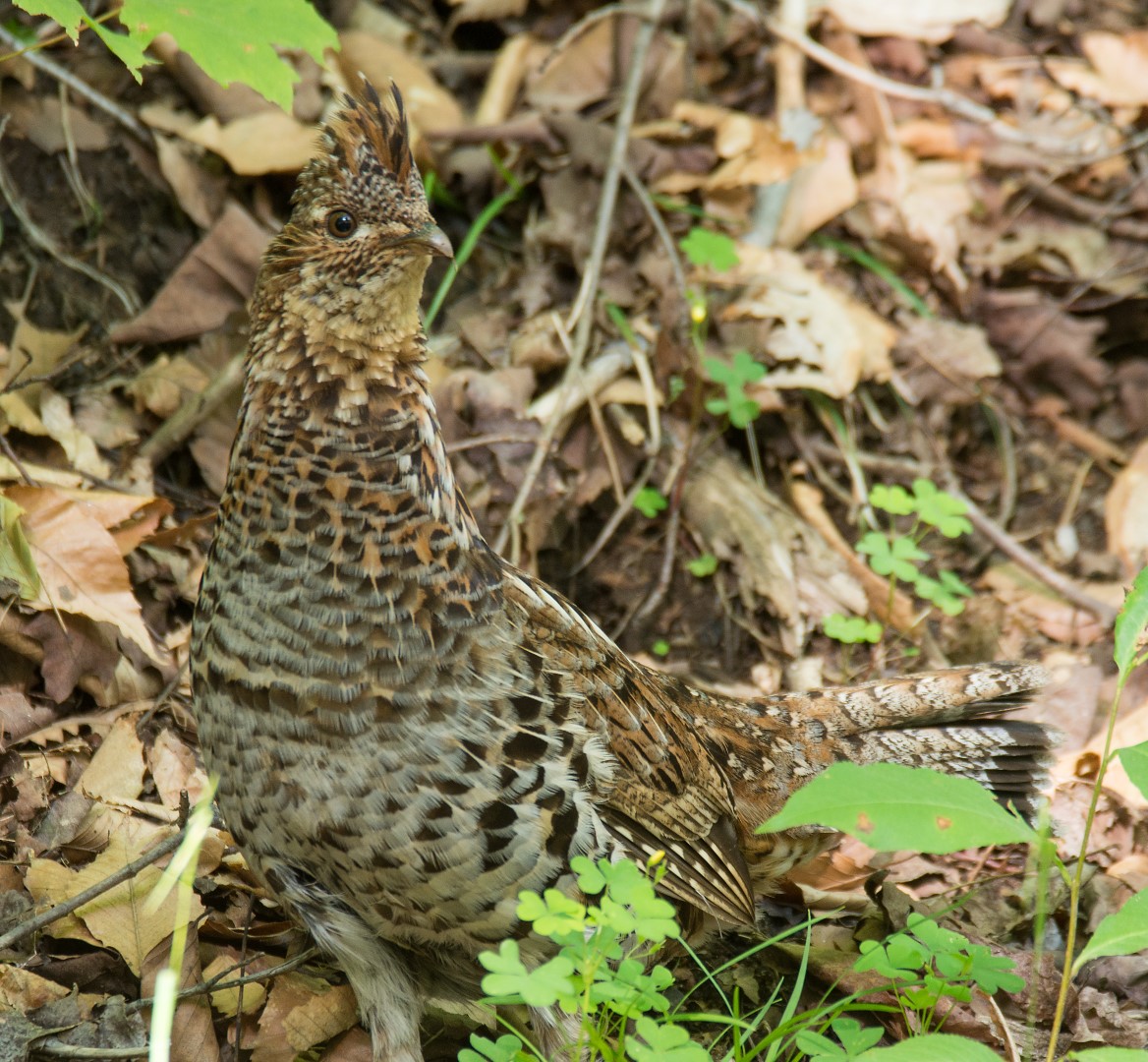 ruffed grouse in the leaves