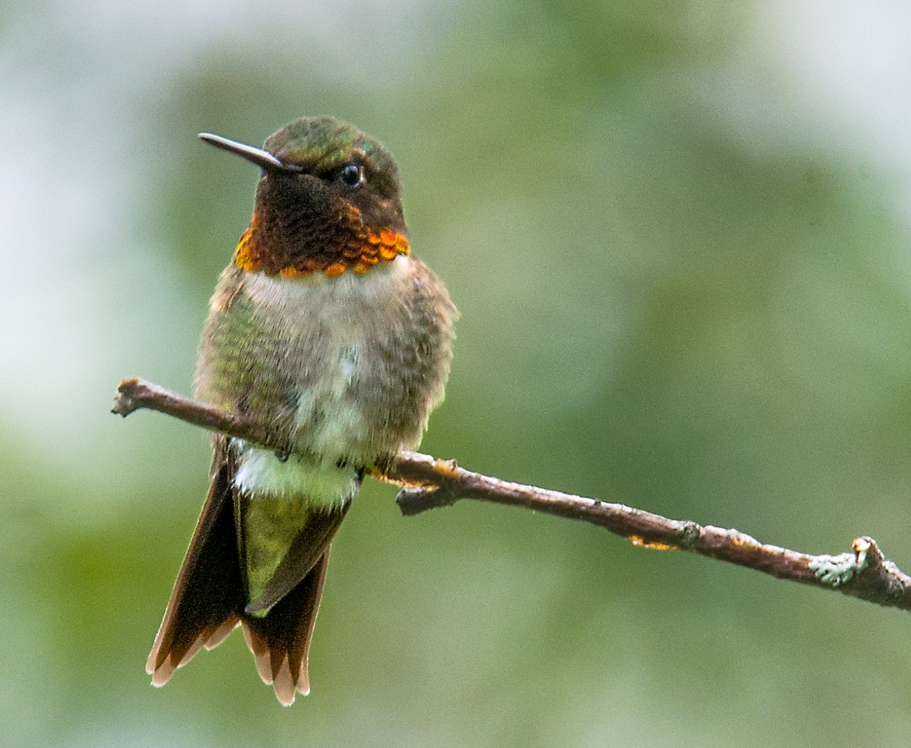 hummingbird on a branch