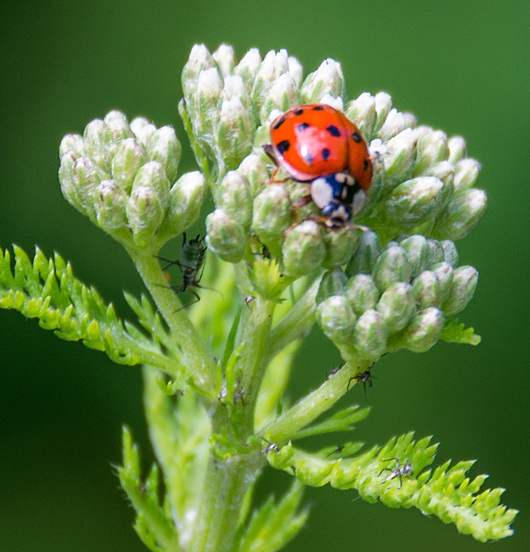 ladybug