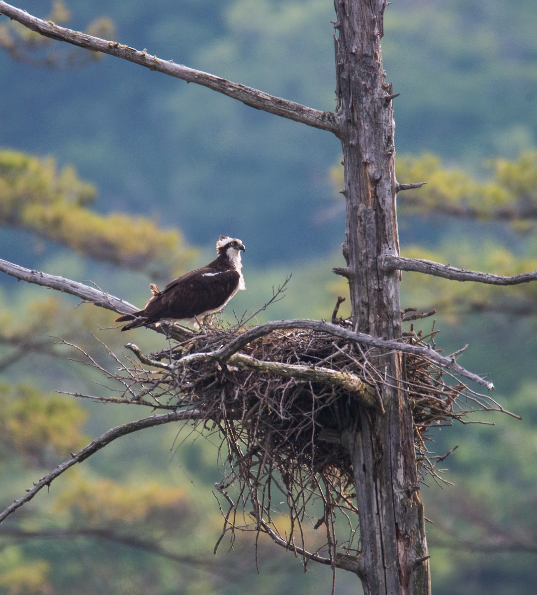 osprey perched on nest