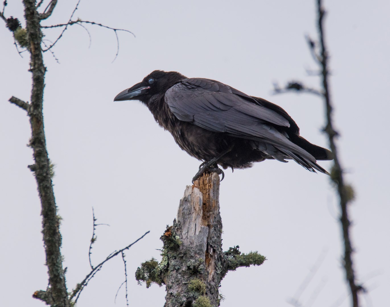 raven on a tree stump