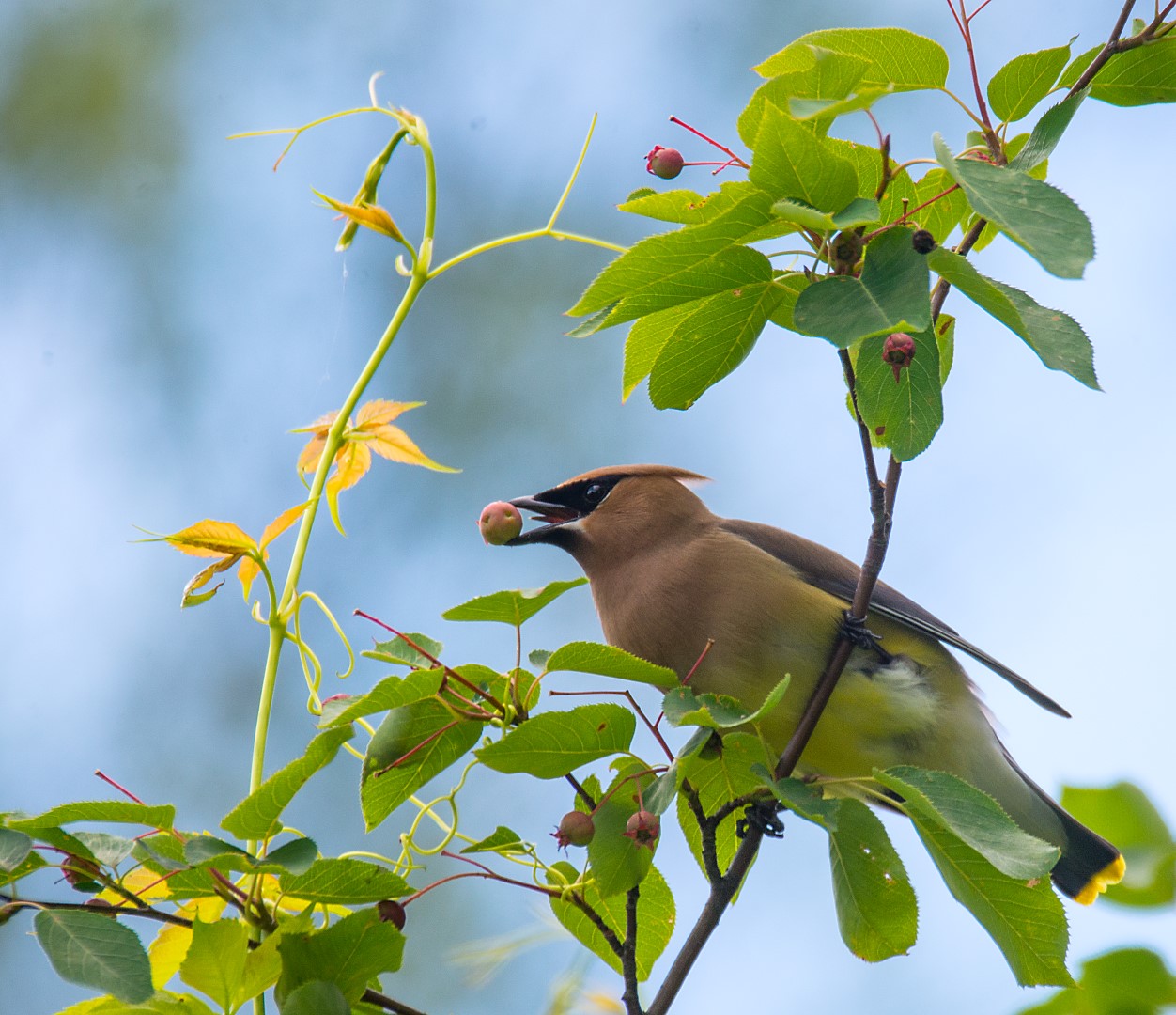 cedar waxwing catches berry