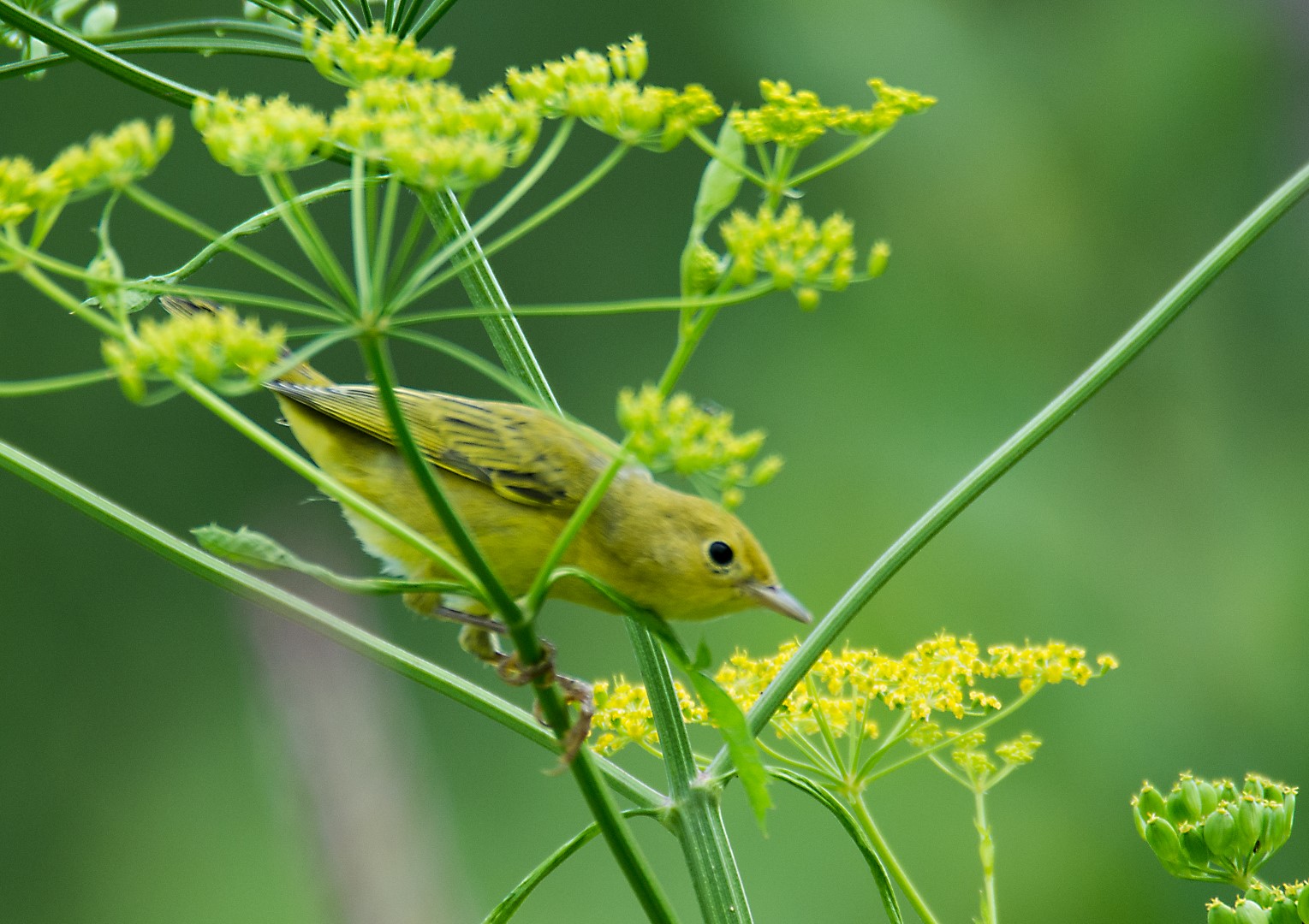 yellow warbler on weeds